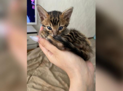 Довели котенка до полусмерти: жительница Волжского о спасительной операции для питомца