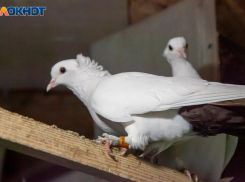 В Волжском появится пешеходная аллея с голубятней