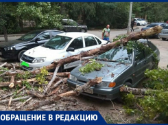 Упавший сухостой разбил 2 автомобиля в Волжском