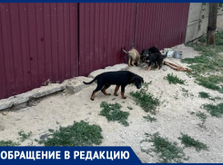 В Волжском неизвестные заперли щенков за забором заброшенной дачи