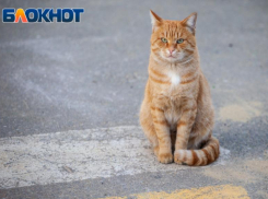 Почему на Макринин день волжанам нельзя прогонять рыжего кота
