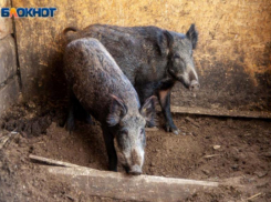 Близ Волжского планируют массовое убийство кабанов 