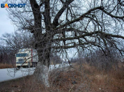 Волжан приглашают собирать шишки и семена