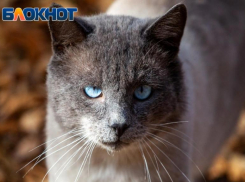 Животные-переносчики COVID-19 водятся в Волжском: от кого можно заразиться