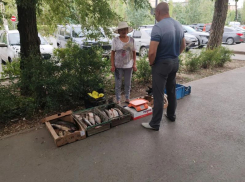 35 нарушений и шесть случаев бруцеллеза: чем опасны стихийные рынки в Волжском