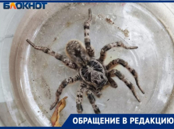 В доме Волжского поймали ядовитого тарантула: видео