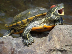 В четверг волжан ждет дождь с грозой