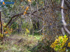 Холодный и пасмурный понедельник ожидает волжан