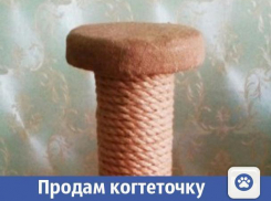 В Волжском для пушистых царапок продают когтеточку