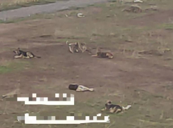 Стая собак едва не растерзала ребенка в Волжском