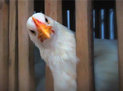 Под Волгоградом женщина украла двух кур у односельчанки, чтобы съесть 