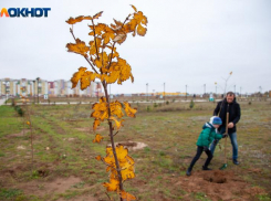 В Волжском высадили новую рябиновую аллею: где расположилась новинка