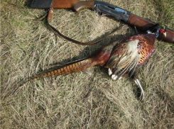 6 000 рублей заплатил за свою добычу охотник из Средней Ахтубы