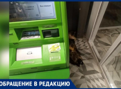 «Блохастая Маруся греет свой хвост в продуктовом магазине», - волжанка о товарососедстве собаки и еды