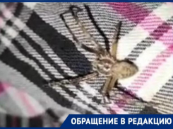 «Целая орда пауков оккупировала мой участок», — волжанка о дачной проблеме