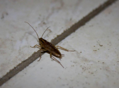 «Жорик» может прожить без головы 10 дней и умереть от жажды