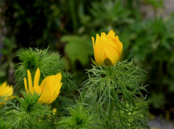 Адонис волжский зацветет весной