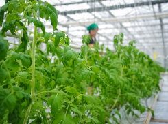 Волжское тепличное хозяйство «Овощевод» получит господдержку