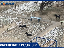 «Они стаями разгуливают по детской площадки»: волжанка хочет добиться безопасности во дворах