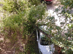 В Волжском от «деревопада» страдают автомобили