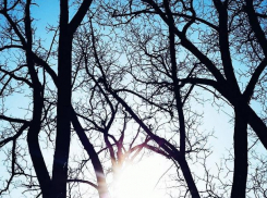 Деревья в Волжском обрезают в рамках нацпроекта