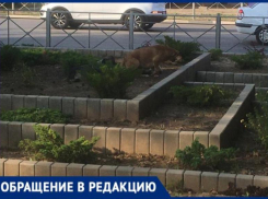 В Волжском свора диких собак обжила клумбу в сквере и едва не напала на 5-летнего ребёнка