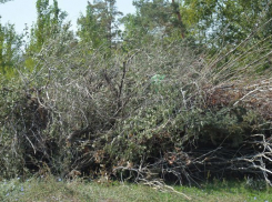 В Волжском кучу сухих веток превратят в произведения искусства