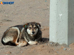 В Волжском перестанут отпускать на улицы чипированных собак. Некоторых будут умерщвлять