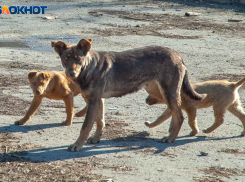 Бойцовские собаки без намордников облюбовали детский парк ВГС в Волжском