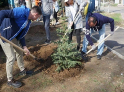 Волжский подготавливают к осенней высадке деревьев