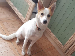 «Белочке» нужен дом и семья