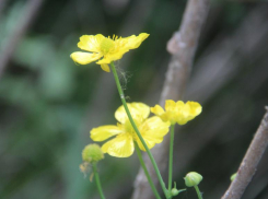Краснокнижный лютик возвращается: в Волгоградской пойме растет редкий вид