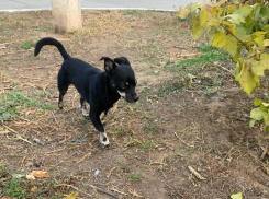  В Волжском разыскивают хозяйку «демона»