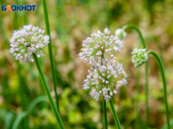 Запрет на ругань с родственниками наступит в понедельник в Волжском