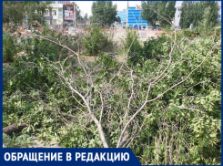 «Спилили молодые вязы ради дизайна»,- волжанка