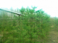 Волжанам выдадут саженцы для озеленения территории