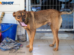 В Волжском можно спасти собак, сдав мусор
