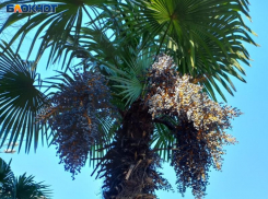 Лето без ущерба для здоровья: как вернуться из отдыха без заморских паразитов, тяжелых инфекций и травм