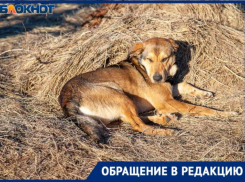 «Прокусила грудь и порвала ухо», - волжанка рассказала о прогулке с собакой