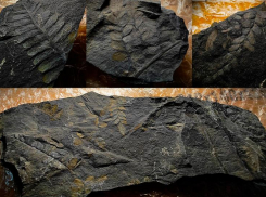 В Волгограде обнаружены окаменелости с отпечатками растений, которым 300 миллионов лет