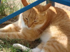 Жаркое воскресенье ждет волжан