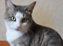 Вторая участница конкурса усатых-полосатых "Мартовские коты" - кошка Маруся