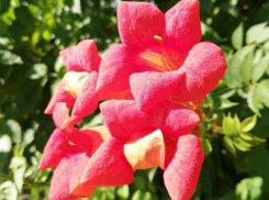 Экзотическая лиана стала украшением ботанического сада