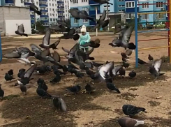 Чудесное рядом: трехлетняя малышка покорила видеороликом с голубями в Волжском 