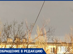 «Ждут трагедии»: в Волжском деревья могут рухнуть на головы прохожим вместе с проводами