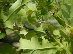 Недалеко от Волжского выявлен пожиратель дубов