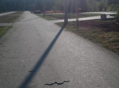 Гадюки ползают в парке «Волжский»? Мнение натуралиста