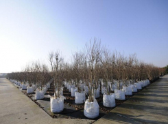 Мэрия Волжского закупит саженцы деревьев почти на 500 тысяч рублей