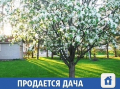 В СНТ «Изобилие» сдают благоухающую дачу на лето