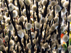 Вербное воскресенье не обрадует теплом волжан